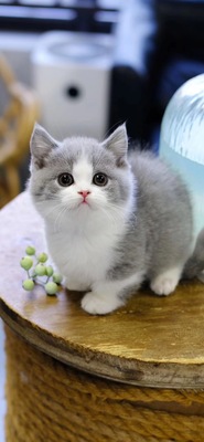 英短蓝白猫